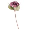 CASA Hydrangea Ortensia Bordeaux Wholesale